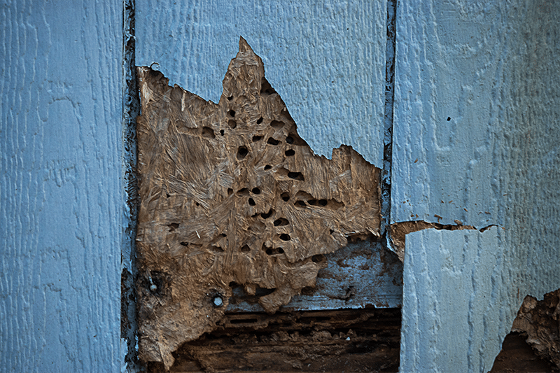 Termite damage uncovered on damaged wood siding on a home.