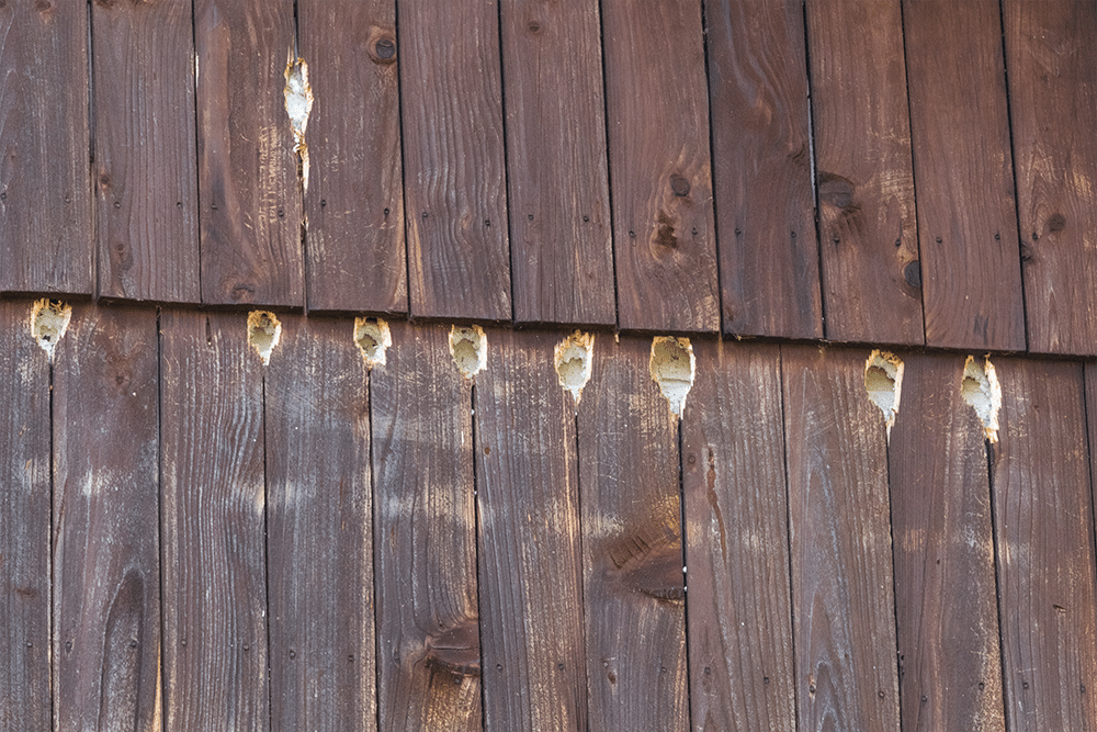 Holes on exterior house wood wall made by woodpecker.